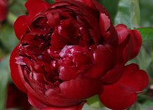 Peonia `Peter Brand` 